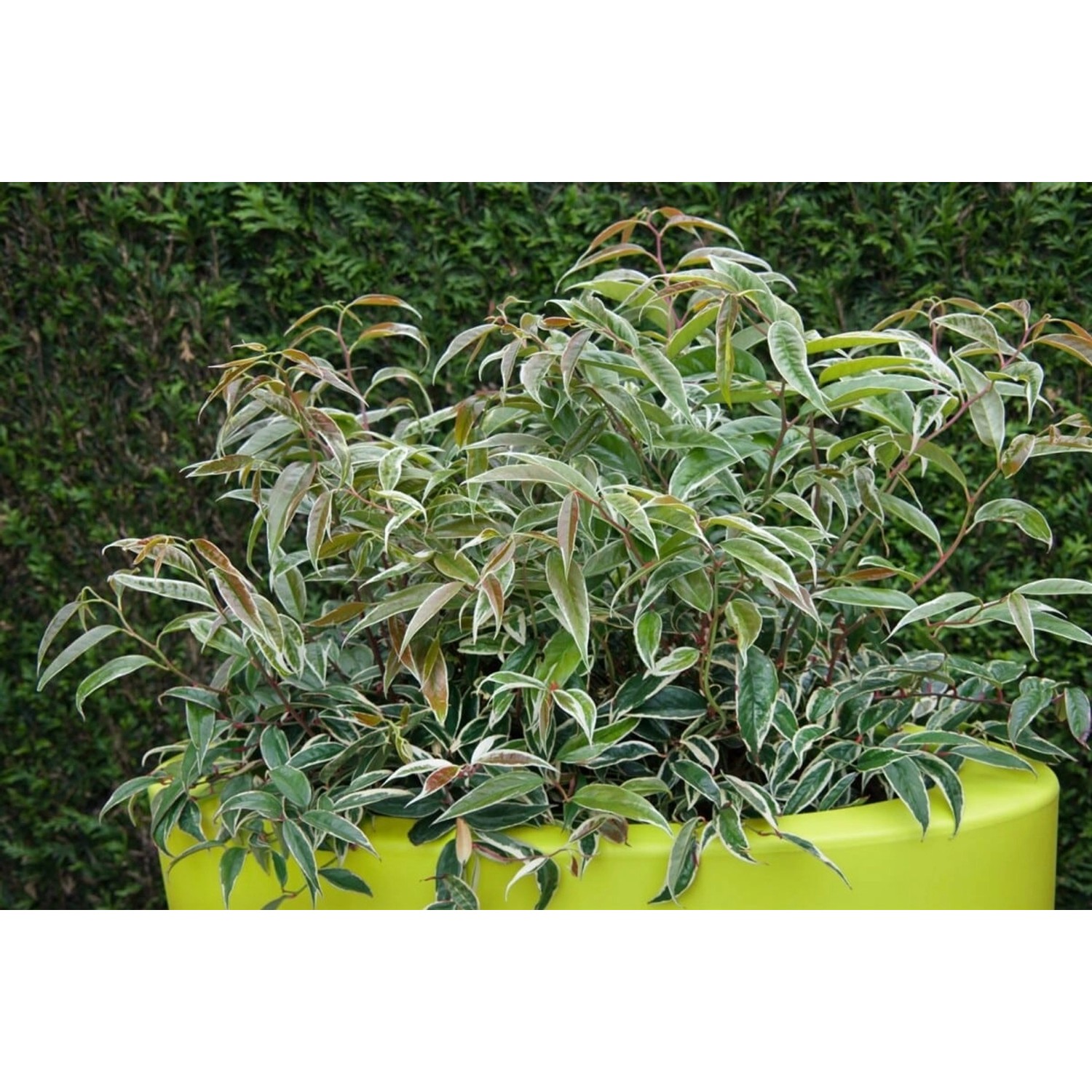 Leucothoe Fontanesiana Whitewater Traubenheide Weiß-Grün 30–40 cm günstig online kaufen