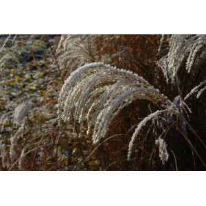 Chinaschilf 'Sioux' im Winter: Ziergras mit Raureif, ca. 11x11 cm Topf.