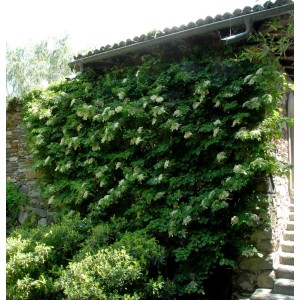 Üppige Kletterhortensie (Hydrangea petiolaris) an einer Steinmauer mit weißen Blüten.
