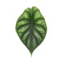 Detailaufnahme eines Blattes der Alocasia Dragon Scale (Drachenschuppenpfeilblatt).