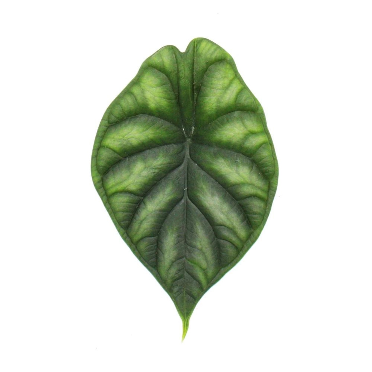 Detailaufnahme eines Blattes der Alocasia Dragon Scale (Drachenschuppenpfeilblatt).