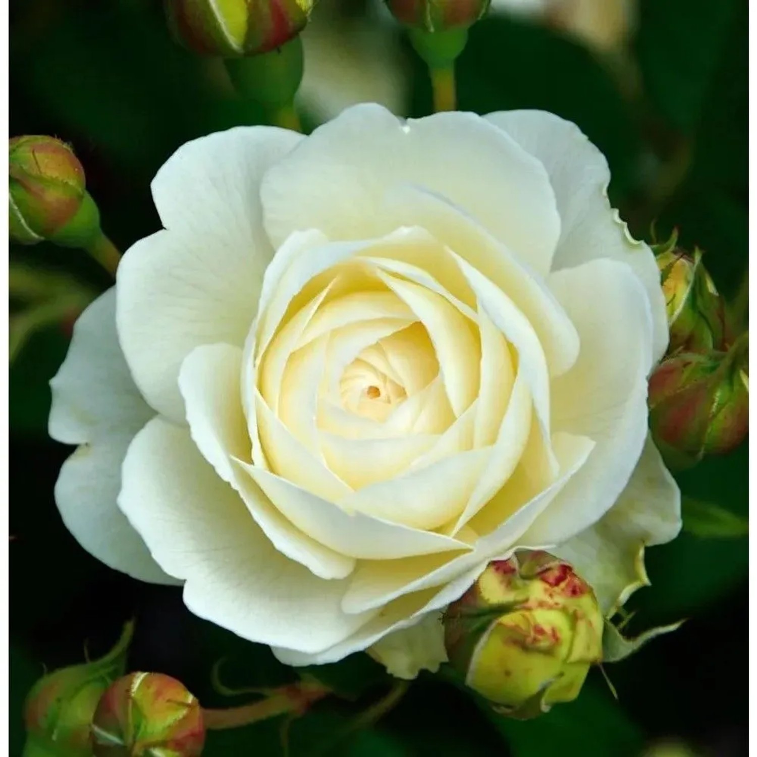 Englische Rose Claire Austin 30-60cm