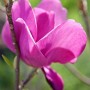 Nahaufnahme einer purpurroten Magnolia Cleopatra Blüte, 80-100 cm hoch.