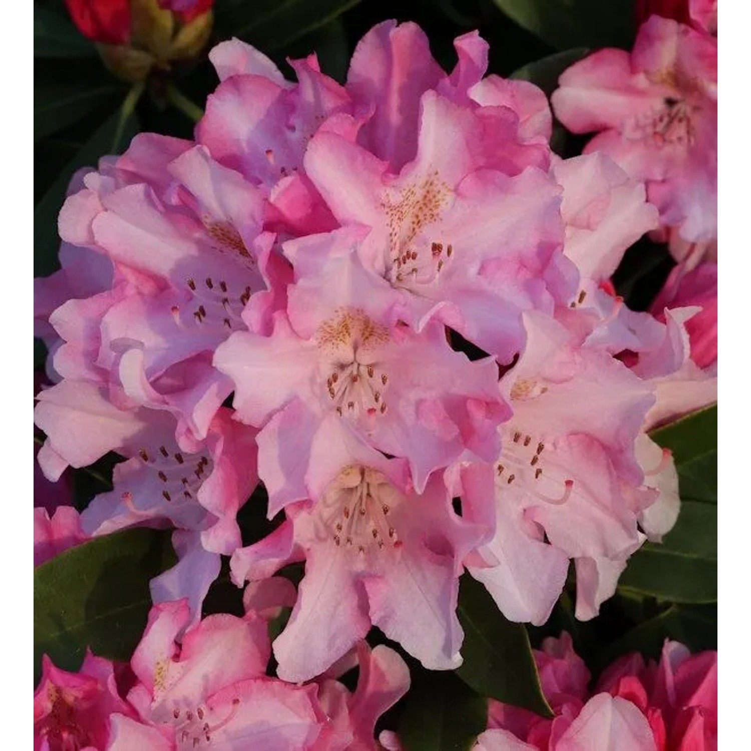 INKARHO - Großblumige Rhododendron Dolcemente 25-30cm - Alpenrose