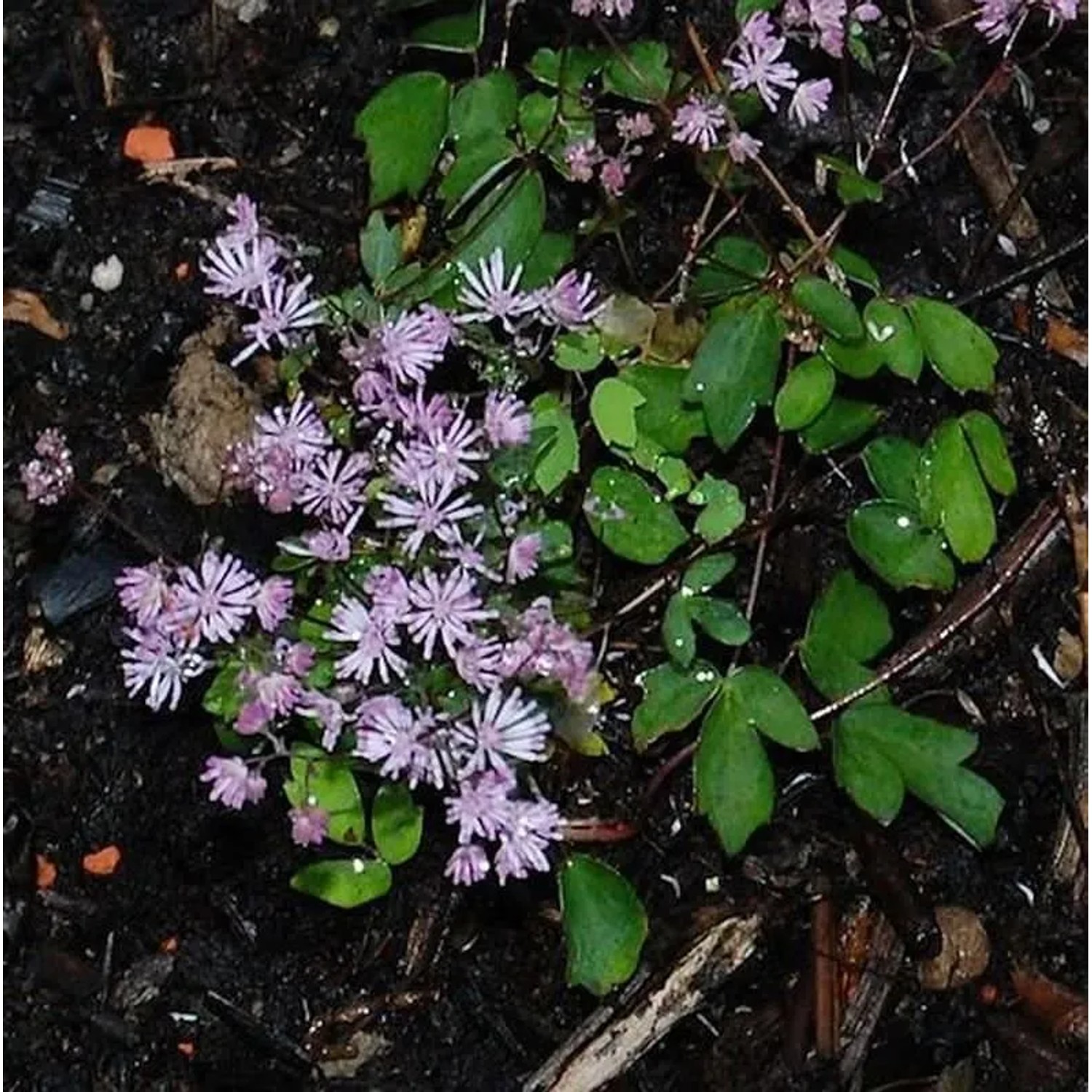 Zwerg Wiesenraute - Thalictrum kiusianum