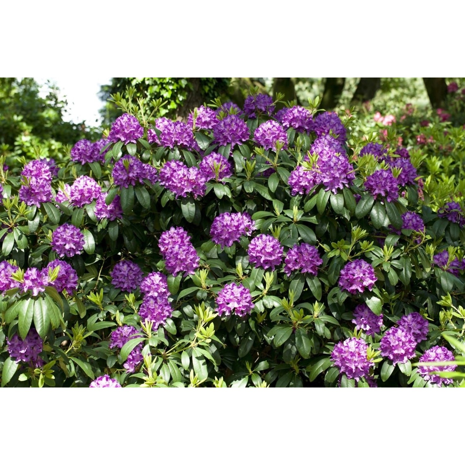 Rhododendron Catawbiense Grandiflorum Lila Blüten 50–60 cm günstig online kaufen