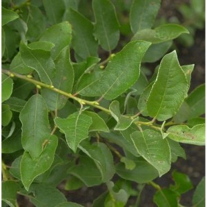 Salweide 60-80cm - Salix caprea