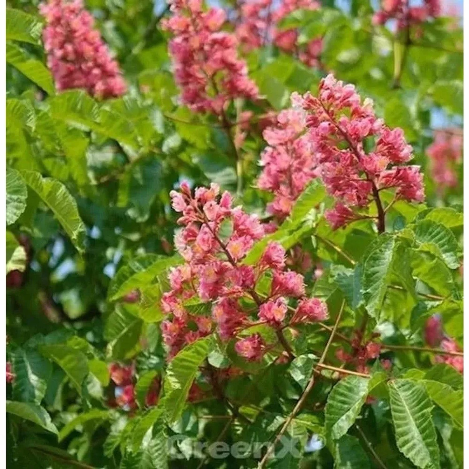 Fleischrote Rosskastanie 125-150cm - Aesculus carnea
