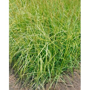 Grün-weiße Carex Silberstreif Segge im 9x9 cm Topf. Dekorative Zierpflanze für Garten und Kübel.