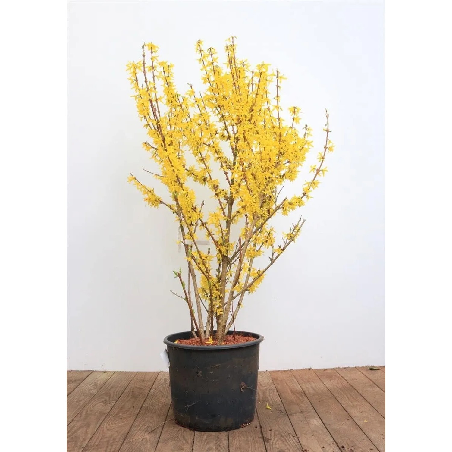 Forsythia Intermedia Spectabilis Forsythie Leuchtend Gelb 100–125 cm