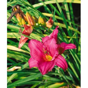 Nahaufnahme einer weinroten Taglilie (Hemerocallis Summer Wine) mit grünen Blättern.