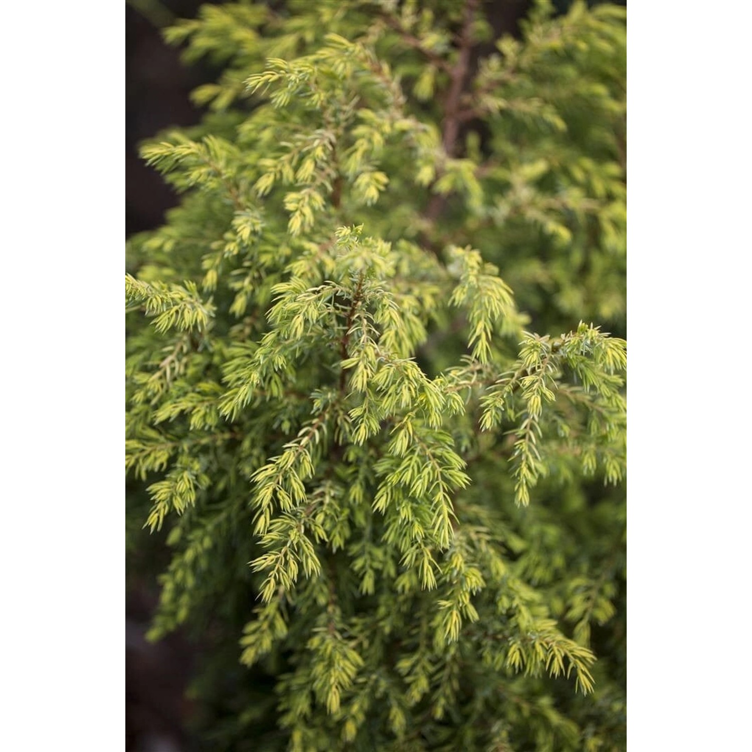 Juniperus Communis Gold Cone Wacholder Goldgelb 40–60 cm günstig online kaufen