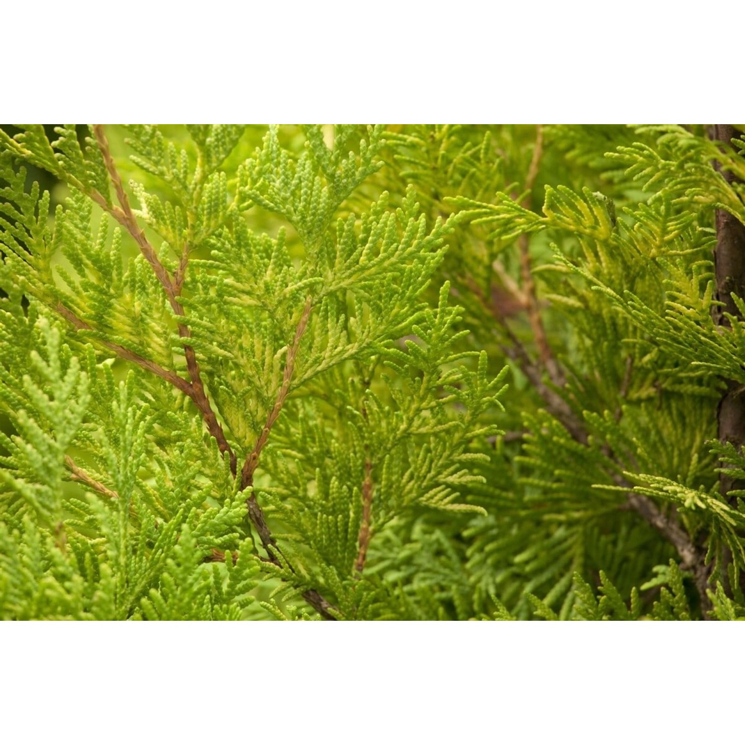 Thuja occidentalis 'Yellow Ribbon' 20-30 cm günstig online kaufen
