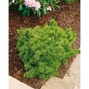 Gelbgrüner Euonymus Japonicus Microphyllus im 9x9 cm Topf, buschiger Strauch für Garten und Kübel.