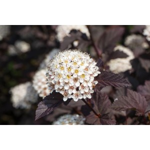 Nahaufnahme der rotlaubigen Blasenspiere 'Summer Wine' mit cremeweißen Blüten.