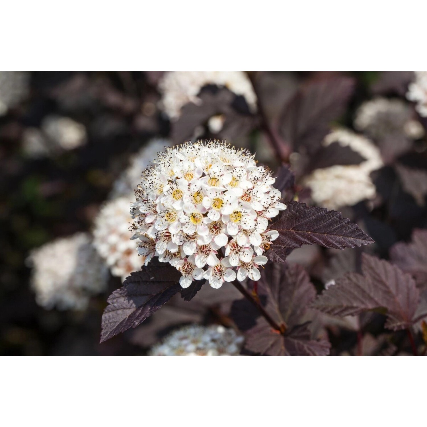 Physocarpus Opulifolius Summer Wine Blasenspiere Rotlaubig 40–60 cm günstig online kaufen