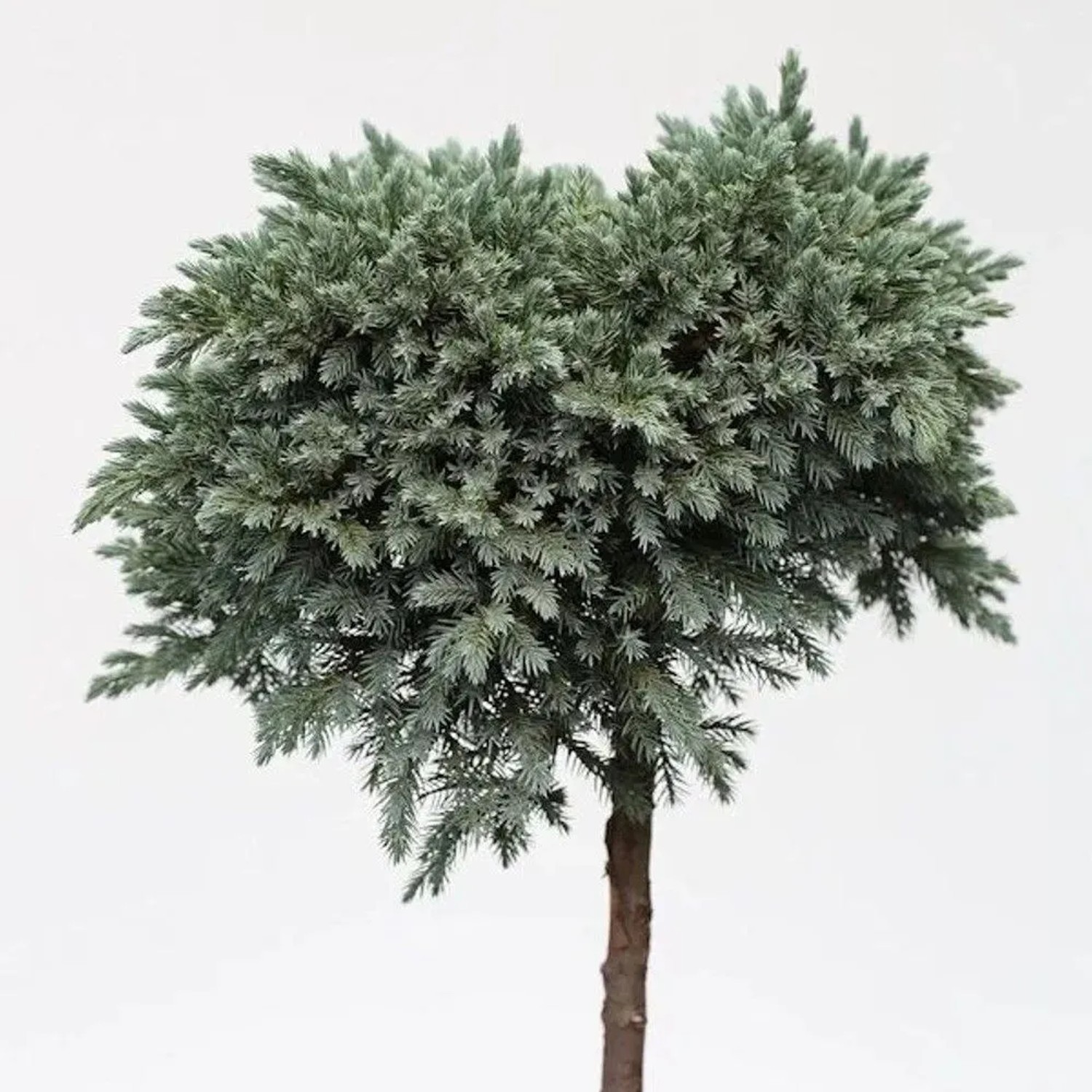 Hochstamm Blauer Sternwacholder 40-60cm - Juniperus squamata
