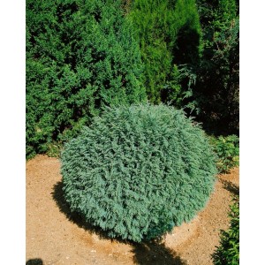 Kompakte Chamaecyparis lawsoniana 'Rimpelaar' Heckenpflanze, 15-20 cm hoch, blaugrünes Nadelkleid.