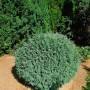 Kompakte Chamaecyparis lawsoniana 'Rimpelaar' Heckenpflanze, 15-20 cm hoch, blaugrünes Nadelkleid.