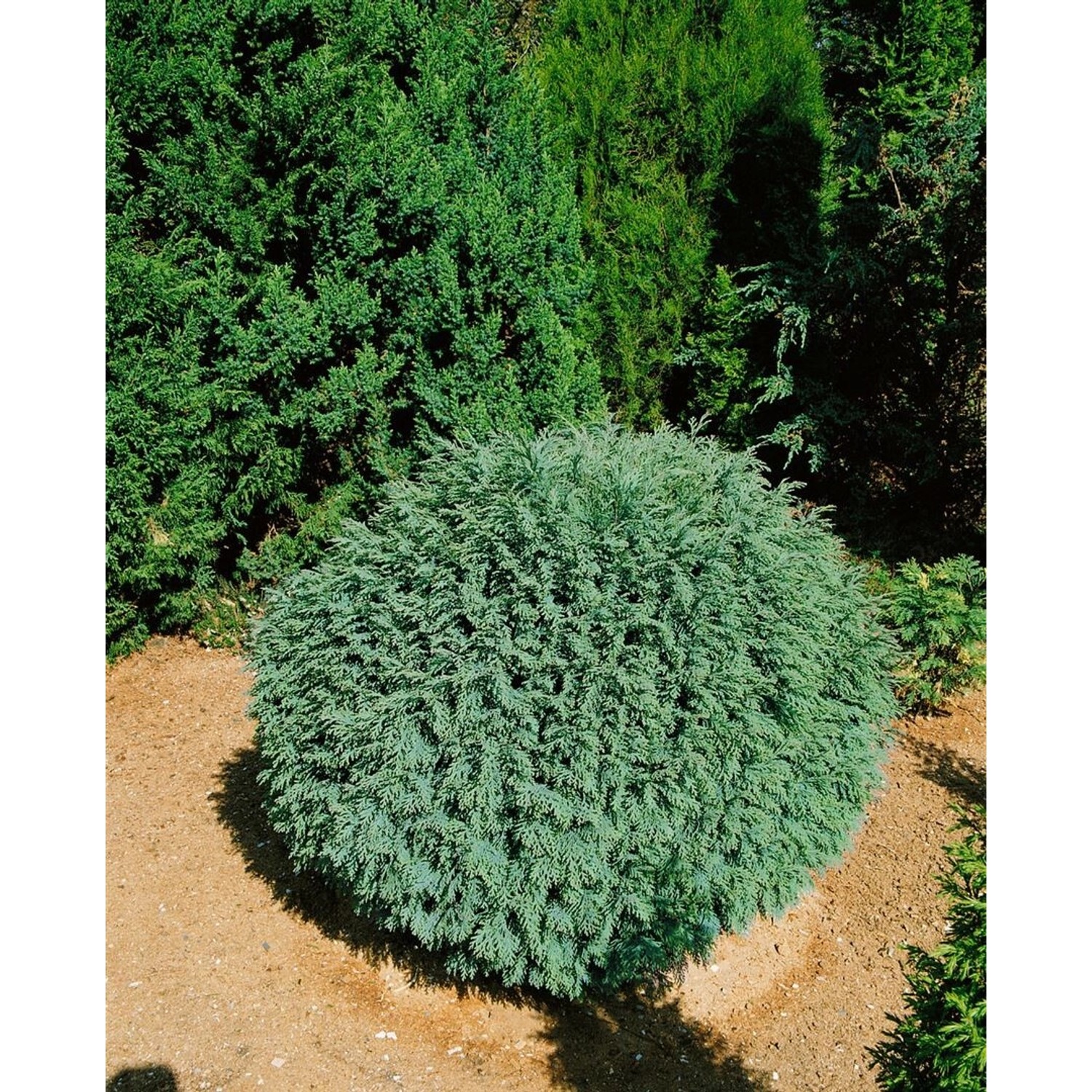 Chamaecyparis lawsoniana 'Rimpelaar' 15-20 cm günstig online kaufen