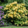 Gelb blühender Rhododendron Luteum Goldpracht Strauch im Garten.