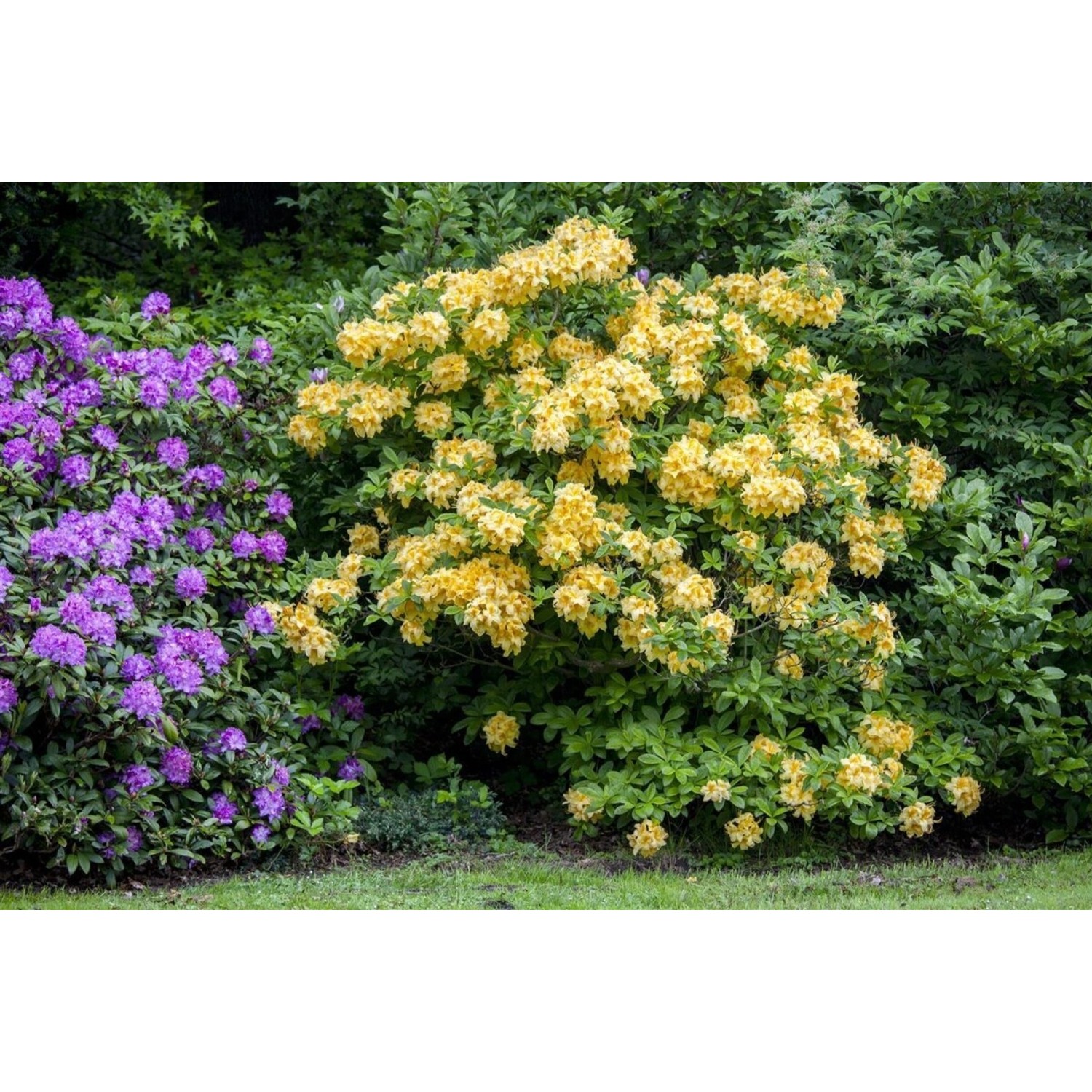 Rhododendron Luteum Goldpracht Gelb 40–50 cm günstig online kaufen