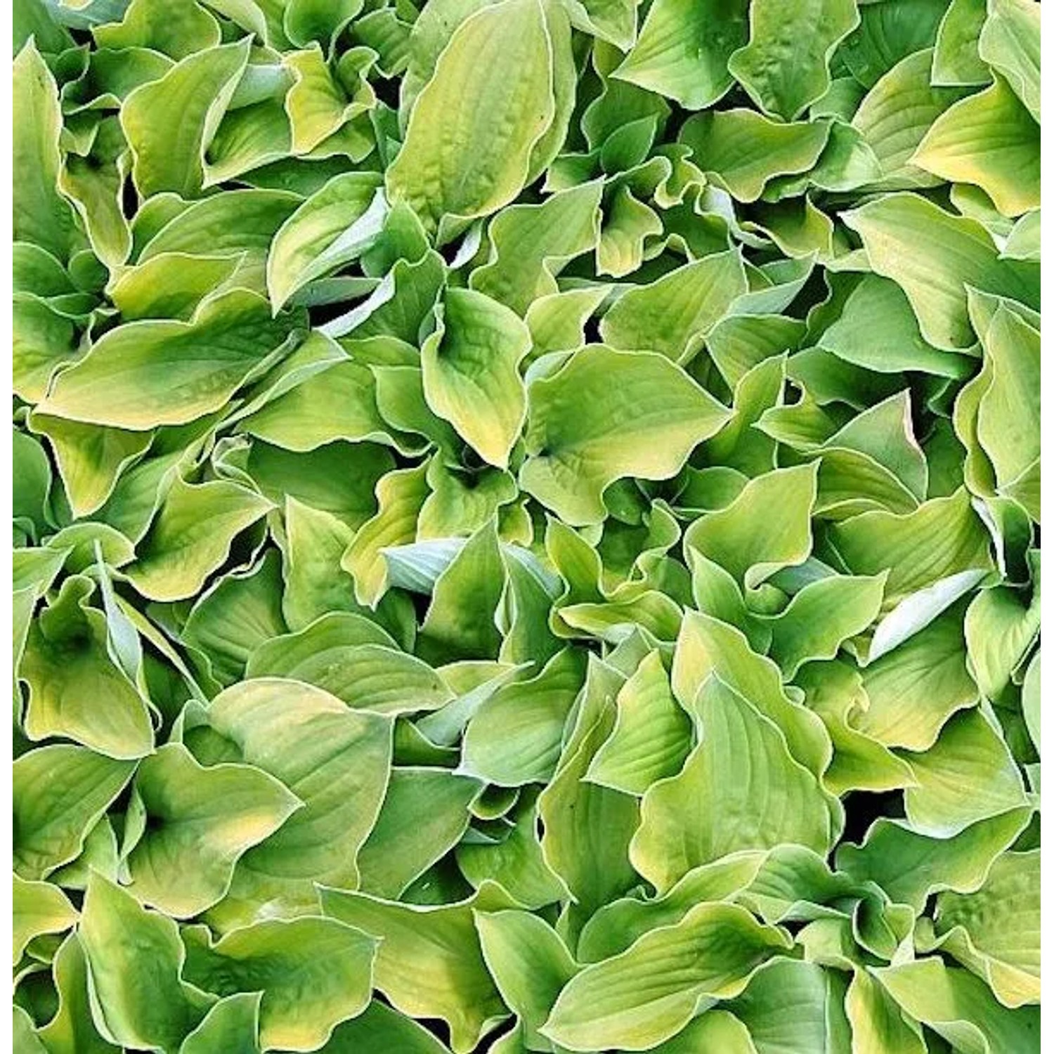 Grünblattfunkie August Moon - großer Topf - Hosta sieboldiana