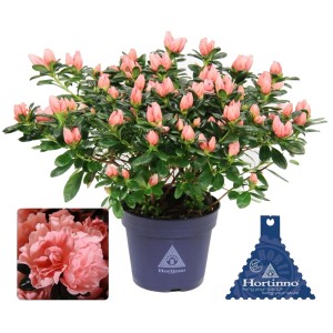 Rosa GROW by OBI Zimmer-Azalee Hortinno im Topf, ca. 25-35 cm hoch.