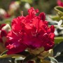 Leuchtend roter Rhododendron Hybr. Wilgens Ruby Blütenstand im Detail.