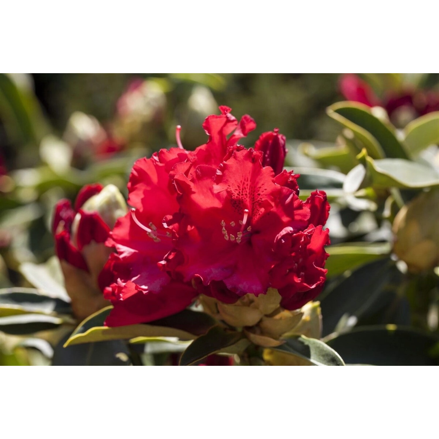 Rhododendron Hybr. Wilgens Ruby Leuchtend Rot 40–50 cm günstig online kaufen