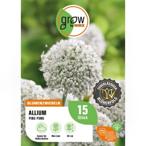 Zierlauch Ping Pong, weiße Blütenkugel, 80cm hoch, Blumenzwiebel von GROW by OBI.