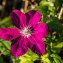 Nahaufnahme einer leuchtend roten Clematis Hybride Kardinal Wyszynski Blüte.