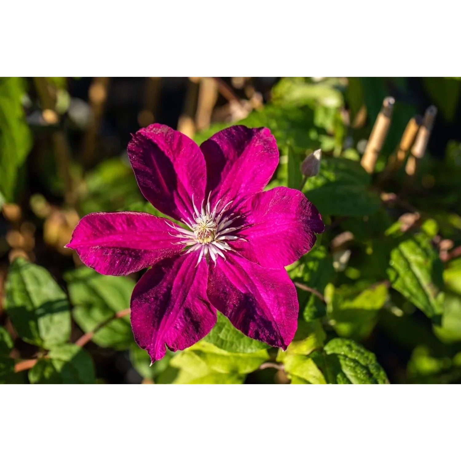Nahaufnahme einer leuchtend roten Clematis Hybride Kardinal Wyszynski Blüte.