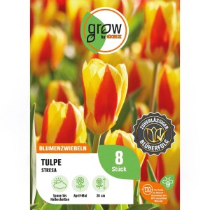 8er Packung GROW by OBI Tulpe Stresa, rot-gelbe Tulpenblüten. Blumenzwiebeln für den Garten.