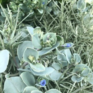 Nahaufnahme der Blu Bio-Austernpflanze (Mertensia maritima) mit blauen Blüten im Topf.