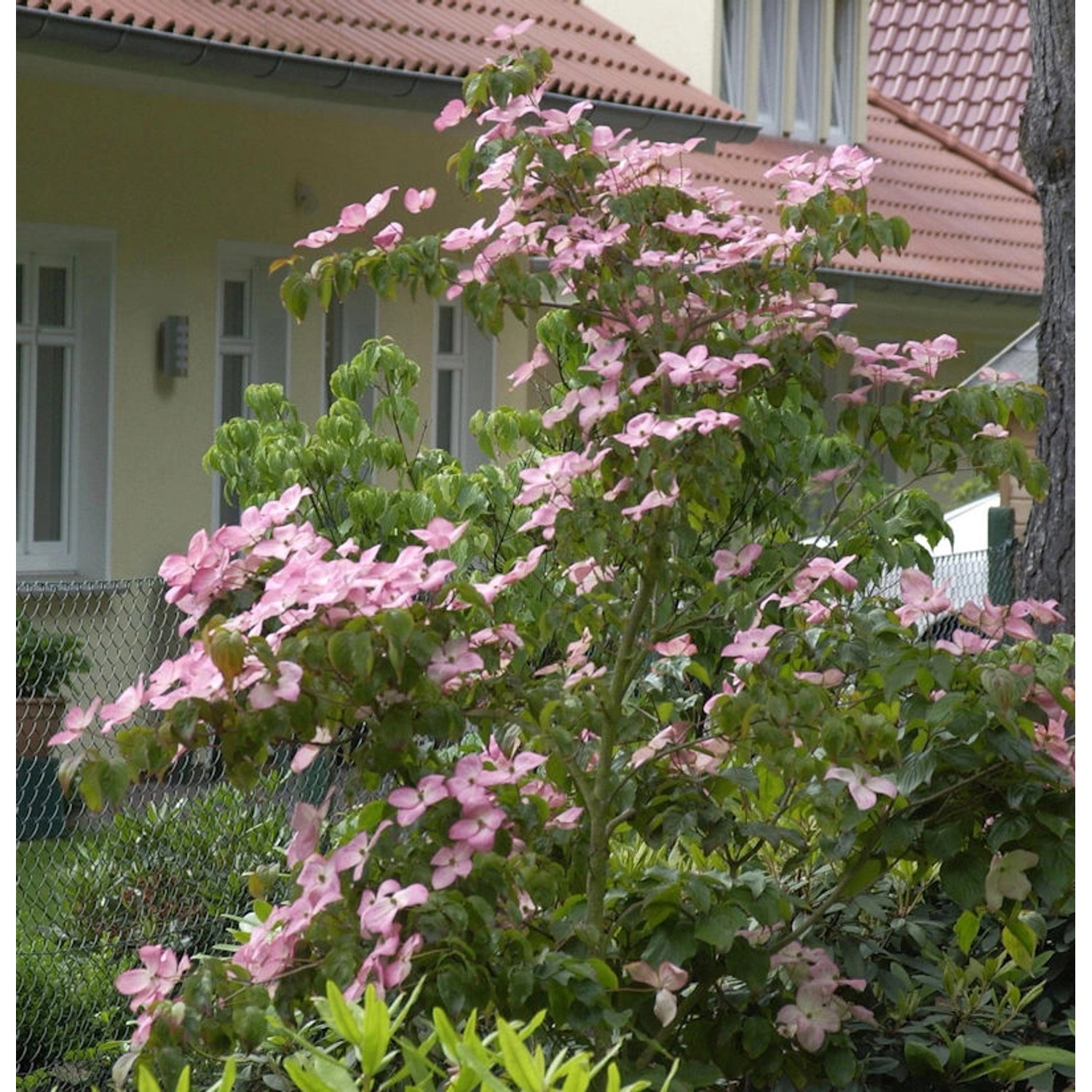 Japanischer Blumen Satomi Compacta 40-60cm - Cornus kousa günstig online kaufen