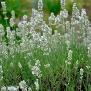 Echter Lavendel Blue Mountain White, eine Staude mit weißen Blüten.