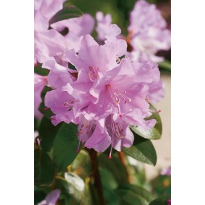 Nahaufnahme: Lila Vorfrühlings-Rhododendron (Praecox) mit grünen Blättern.