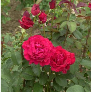 Floribundarose Duftzauber, rote Blüten und grüne Blätter im Garten.