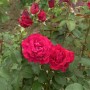 Floribundarose Duftzauber, rote Blüten und grüne Blätter im Garten.