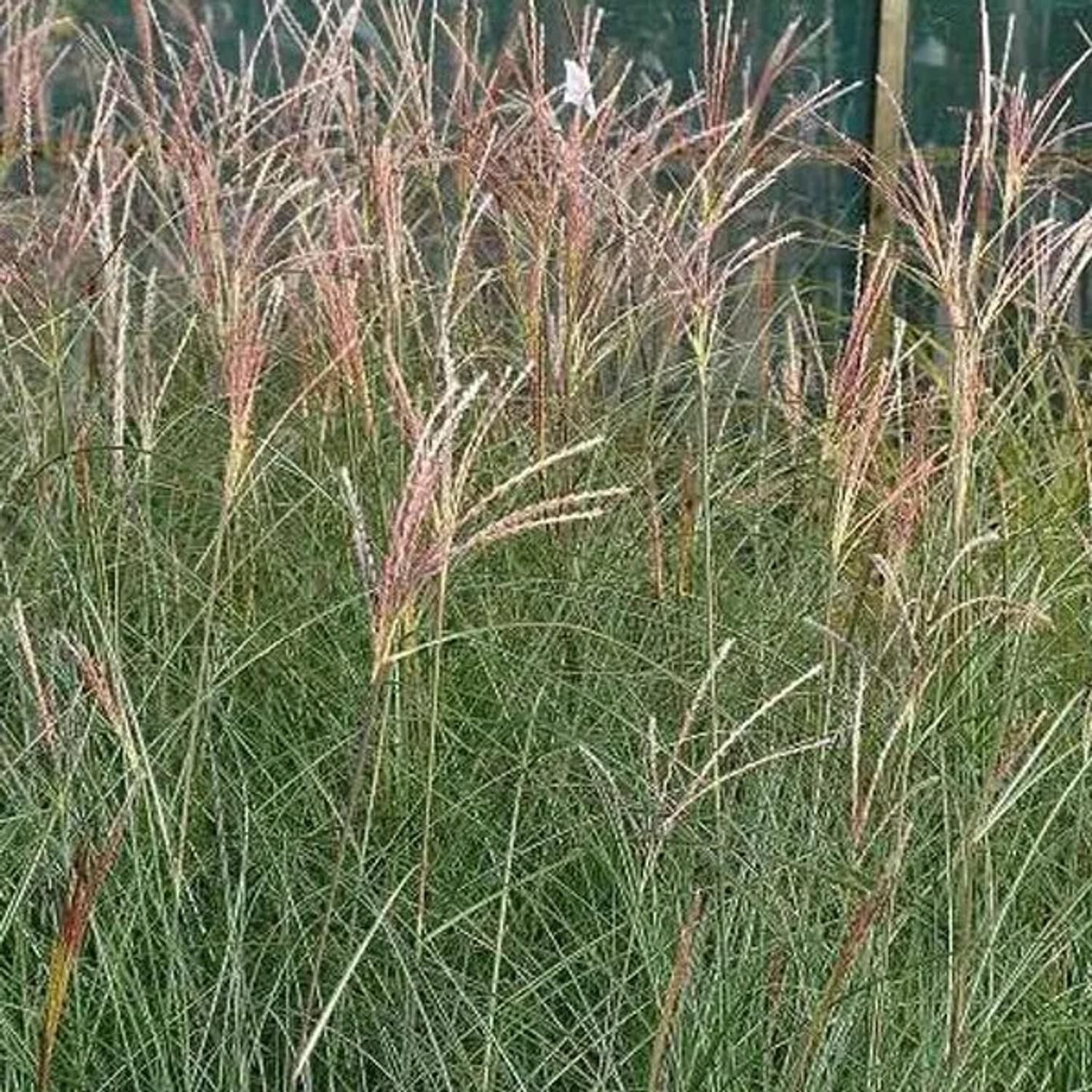 6x Chinaschilf 'Gracillimus' Miscanthus sinensis Topf 9 cm Feines Ziergras