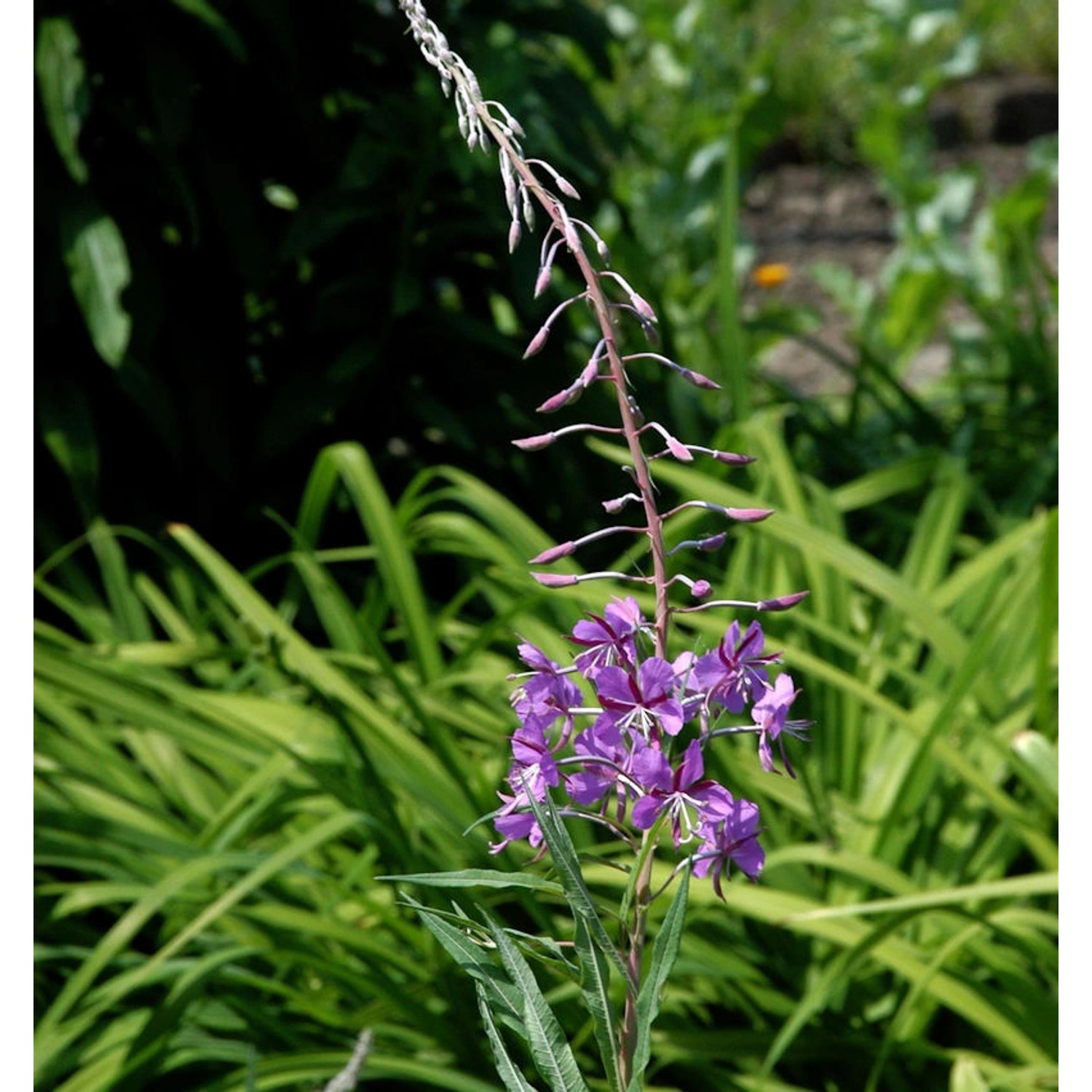 Weidenröschen - Epilobium angustifolium günstig online kaufen