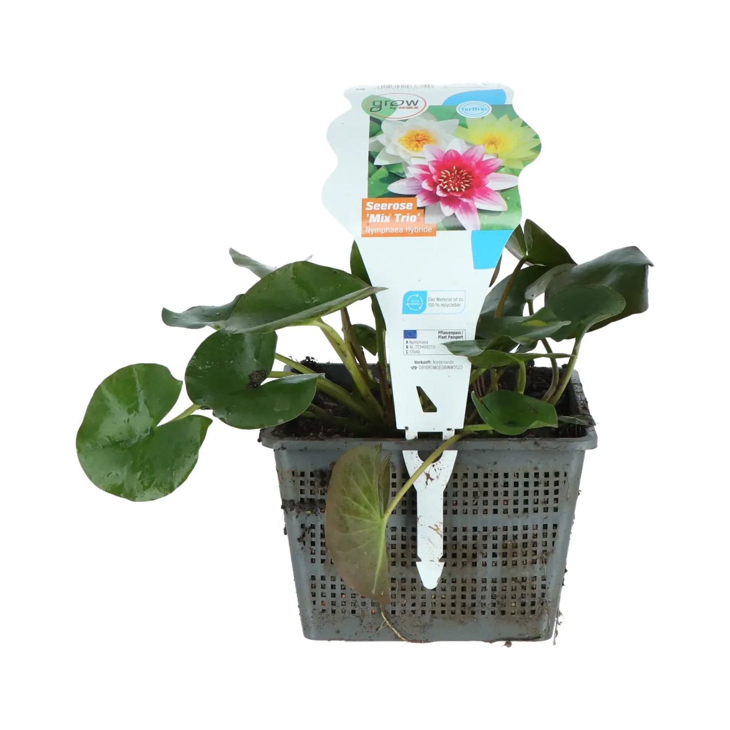 GROW by OBI Seerosen Nymphea Topf- 18 cm kaufen bei OBI