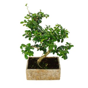 Exotenherz Bonsai (Carmona) in Steinoptik-Keramik, 8 Jahre alt, für Zimmer.