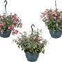 Fuchsien-Ampel mit Farbenauswahl im Topf (ca. 25 cm Ø) für Balkon und Terrasse.