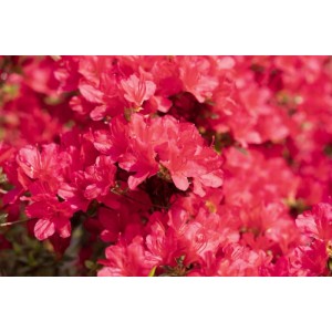 Leuchtend roter Rhododendron Obtusum Hino-Crimson, buschige Azalee mit vielen Blüten.
