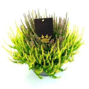 Besenheide Colour Crown im Topf, gelb-lila Calluna vulgaris, für Balkon & Garten.