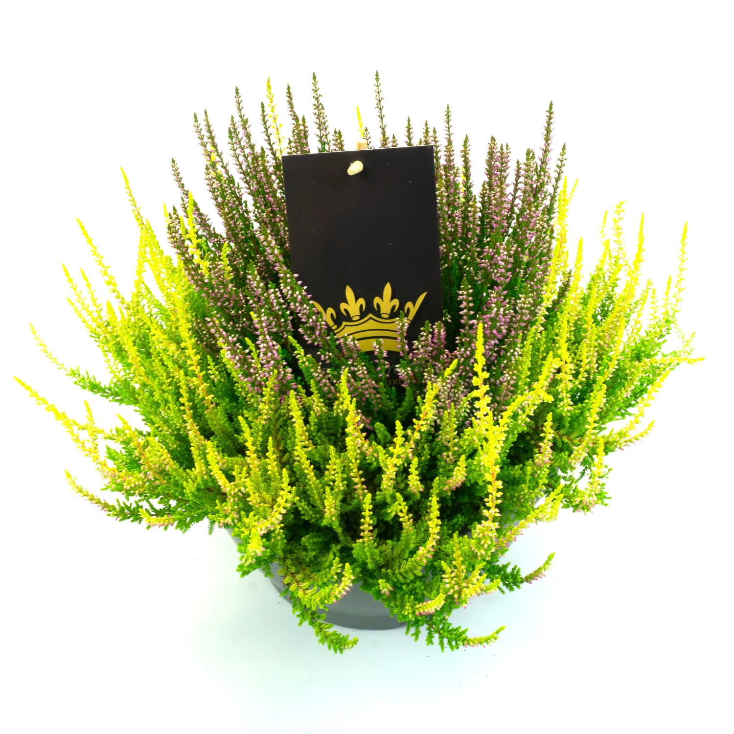 Heidekraut 'Skyline Stockholm' 3x Pflanzen - Winterhart & Mehrjährig