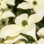 Nahaufnahme der weißen Blüten des Chinesischen Hartriegels 'Schmetterling'.