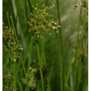 Nahaufnahme der grünen Flatterbinse (Juncus effusus) mit filigranen Blütenständen.